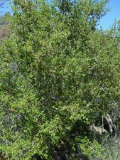 Quercus berberidifolia Plant
